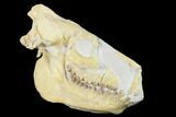 Fossil Oreodont (Merycoidodon) Skull - Wyoming #134353-4